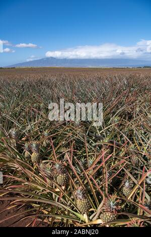 field of juicy ripe pineapples ready for harvest with blue skies in background Maui, Hawaii, USA Stock Photo