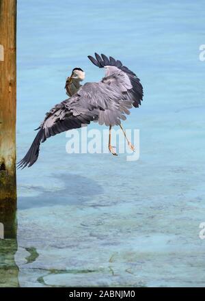 Grey Heron hunting, Maldives Stock Photo