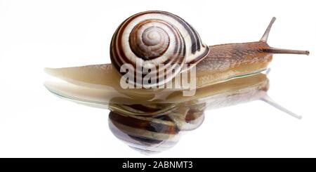 snail on white background with reflection Stock Photo
