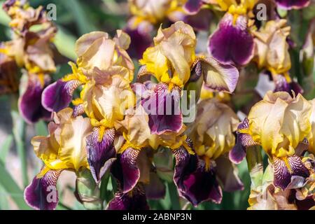 Yellow purple iris 'Sudan' Stock Photo