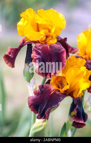 Tall bearded Iris flower Barbata Elatior 'Supreme Sultan' bronze yellow flower Stock Photo