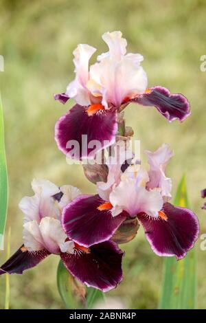 Tall bearded Iris flower purple 'Pass The Wine' Stock Photo