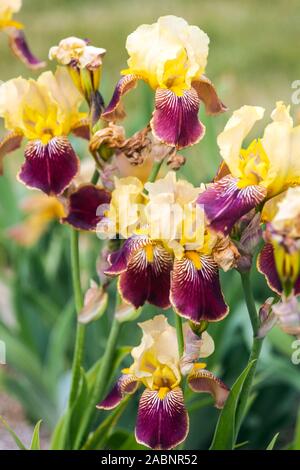 Yellow purple Tall bearded irises in garden bed 'Oural' Stock Photo