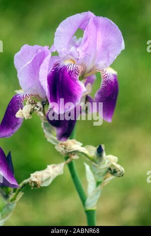 Pink purple Iris flower "Waruna" green background Stock Photo