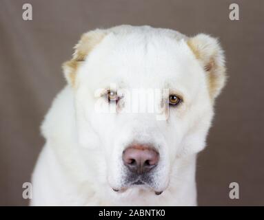 Studio portrait of a white cropped Alabai, Central Asian Shepherd Dog Stock Photo