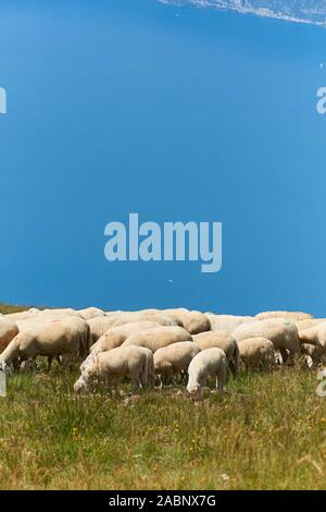 Herd of sheep grazing on the plateau of Monte Baldo above Lake Garda (Lago di Garda or Lago Benaco), Malcesine, Lombardy, Italy. Stock Photo