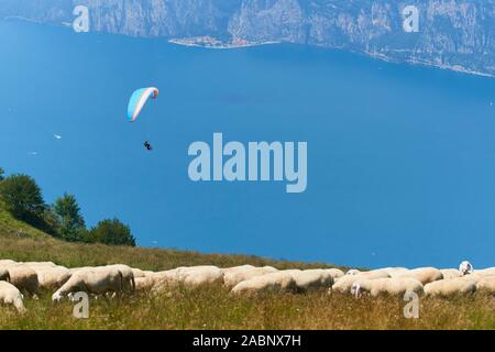 Herd of sheep grazing on the plateau of Monte Baldo above Lake Garda (Lago di Garda or Lago Benaco), Malcesine, Lombardy, Italy. Stock Photo