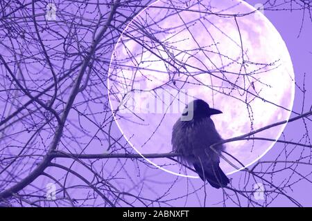 Raven on a tree. Full moon behind Stock Photo