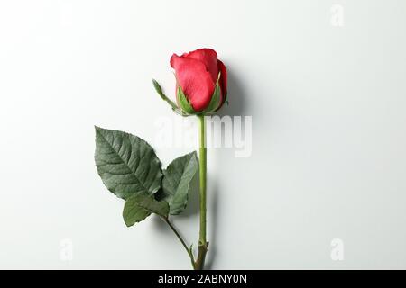 Beautiful red rose with green leaves on white background, space for text Stock Photo