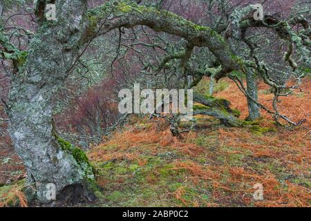 Gnarled silver birch / warty birch / European white birch (Betula pendula / Betula verucosa) tree covered in mosses and Usnea lichens in winter Stock Photo