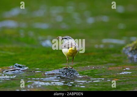 Grey wagtail (Motacilla cinerea) male on rock in stream with insect prey in beak Stock Photo