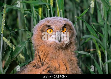 Eurasian eagle-owl / young European eagle-owl (Bubo bubo) owlet sitting exposed on the ground in grassland / meadow in summer Stock Photo