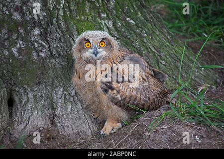 Eurasian eagle-owl / young European eagle-owl (Bubo bubo) owlet sitting at base of tree in summer Stock Photo