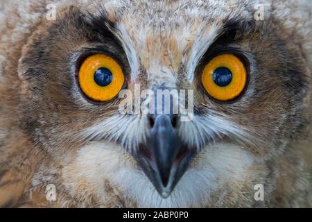 Close-up portrait of Eurasian eagle-owl / young European eagle-owl (Bubo bubo) owlet Stock Photo