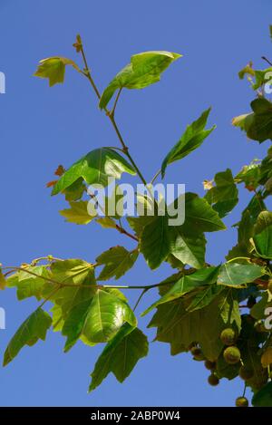 Close up of a Fig tree with fruit Peniche Portugal Stock Photo