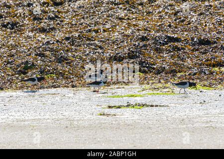 Oystercatchers (Haematopus ostralegus) on Porthloo beach, St Mary's in the Isles of Scilly Stock Photo