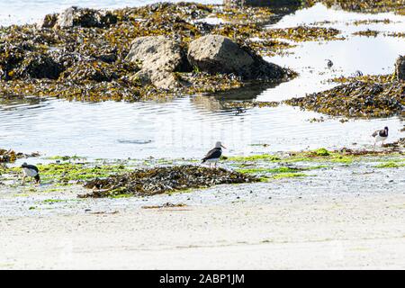 Oystercatchers (Haematopus ostralegus) on Porthloo beach, St Mary's in the Isles of Scilly Stock Photo