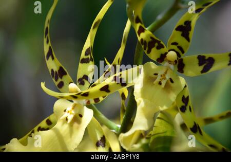 Spider Orchid, also called Brassia Cochleata, photographed at the Mediterranean Gardens in New Mexico. Stock Photo