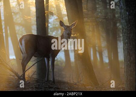 Red Deer ( Cervus elaphus ), hind, standing at the edge of a forest on a misty morning, wonderful atmospheric backlight, visible breath cloud, Europe. Stock Photo
