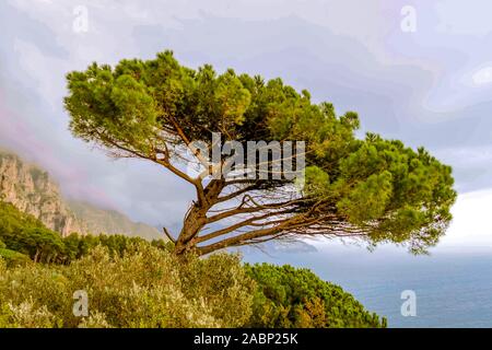 Single Italian Mediterranean conifer pine wood tree Pinia Pinus on the mountain rock standing alone above the sea on the slope. Natural background vie