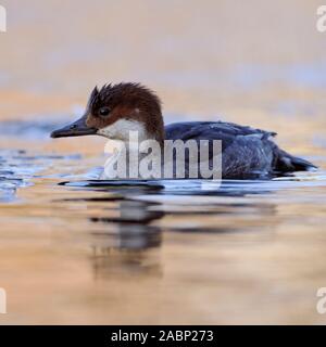 Smew / Zwergsäger ( Mergellus albellus ), female adult, swimming in freezing icecold water along the ice edge, winter guest in Western Europe, wildlif Stock Photo