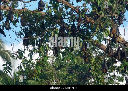 Bats on a tree in the jungle of Sri Lanka Stock Photo