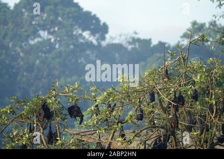 Bats on a tree in the jungle of Sri Lanka Stock Photo