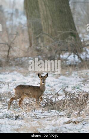 Roe Deer / Reh ( Capreolus capreolus ), male, buck in winter, in typical surrounding, watching attentively, wildlife, Europe. Stock Photo