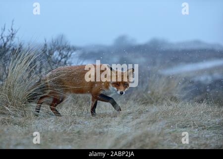 Red Fox ( Vulpes vulpes ), cunning fox, sneaking through grass over a hill, falling snow, winter day, typical behavior, wildlife, Europe. Stock Photo
