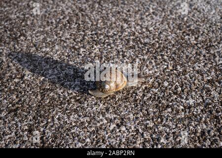 Common snail in shell crawling on granite stone surface. Outdoor at sunset Stock Photo
