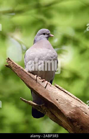 Stock Dove / Hohltaube ( Columba oenas ) perched in a tree in the woods under foliage of old beeches, wildlife, Europe. Stock Photo