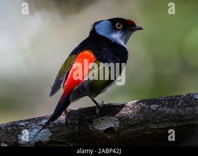 A male Pin-tailed Manakin (Ilicura militaris) perched on a branch in the Atlantic Forest of Bahia, NE Brazil, South America. Stock Photo