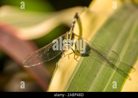 Tiger Dragonfly Sitting on the Leaf Stock Photo