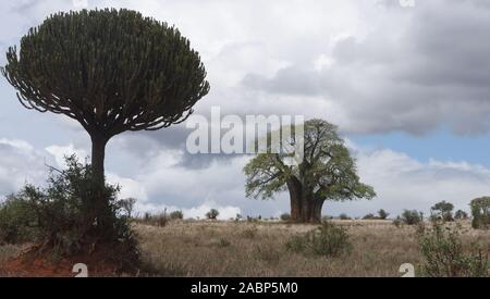 Part of the Tarangire National Park is a flat, grassy landscape dominated by ancient baobab (Adansonia digitata) trees with the occasional succulent Stock Photo