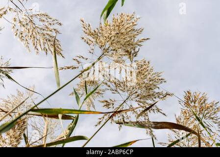 Stalks Vs Reeds Stalks and seeds of water reeds seen from the moist soil against the ...