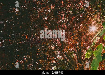 Background of leaves and branches of trees with sun glow, muted colors for vintage effect. Stock Photo