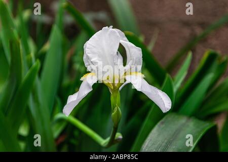 Iris orjenii, the Orjen Iris flower blooming, with green leaves background Stock Photo