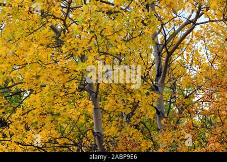 Alaskan forest in fall colors Stock Photo