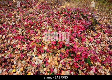 Forest floor in fall colors Alaska Stock Photo