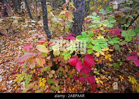 Forest floor in fall colors Alaska Stock Photo