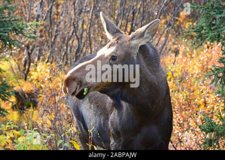 Female moose in Denali  NP,  Alaska Stock Photo