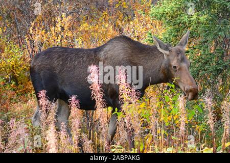 Female moose in Denali  NP,  Alaska Stock Photo