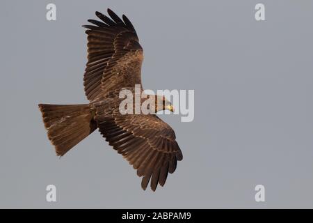 Yellow billed Kite in flight, Milvus migrans parasitus, The Gambia, West Africa Stock Photo