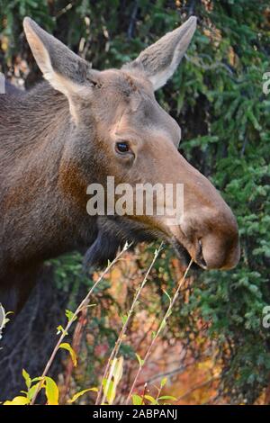 Female moose in Denali  NP,  Alaska Stock Photo