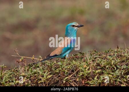 Abyssinian Roller, Coracias abyssinicus, Kartong, The Gambia, West Africa Stock Photo