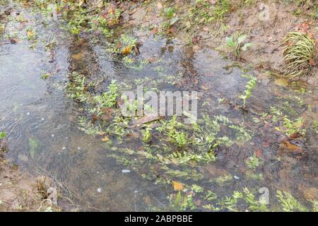 Patch of weeds blocking farmland drainage channel. Believed to be Lesser Water-Parsnip / Berula erecta or Fool's Watercress / Apium nodiflorum. Stock Photo