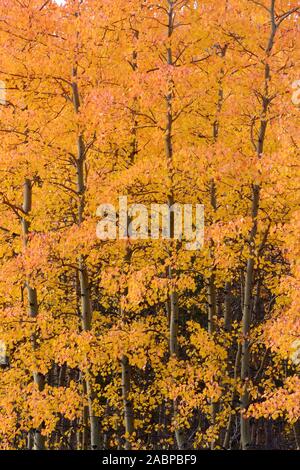 Alaskan forest in fall colors Stock Photo