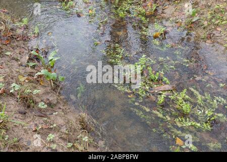 Patch of weeds blocking farmland drainage channel. Believed to be Lesser Water-Parsnip / Berula erecta or Fool's Watercress / Apium nodiflorum. Stock Photo