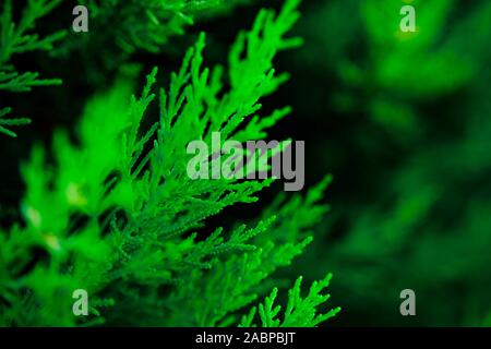 Green backdrop. Shrub of juniper at selective focus on a blurred background of evergreen plants in summer. Stock Photo