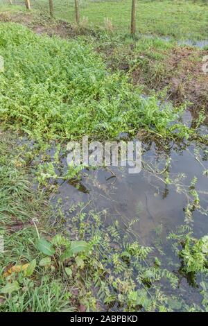 Patch of weeds blocking farmland drainage channel. Believed to be Lesser Water-Parsnip / Berula erecta or Fool's Watercress / Apium nodiflorum. Stock Photo